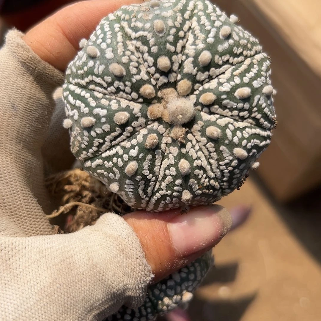 DVD呃呃呃呃呃呃呃呃呃呃呃呃