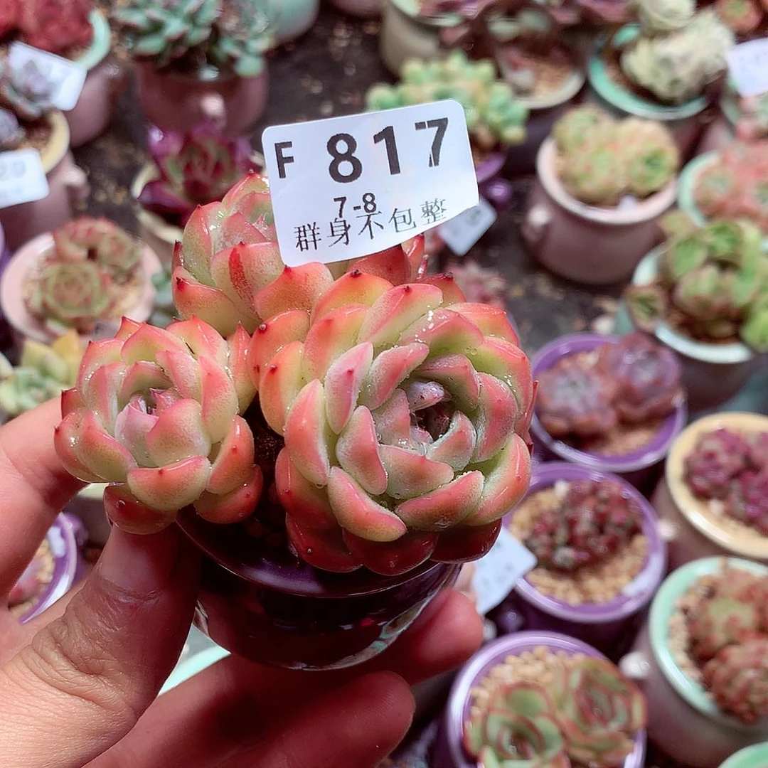 精控拇指盆多肉7.8817