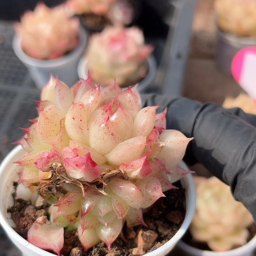 优选麦秆福利593