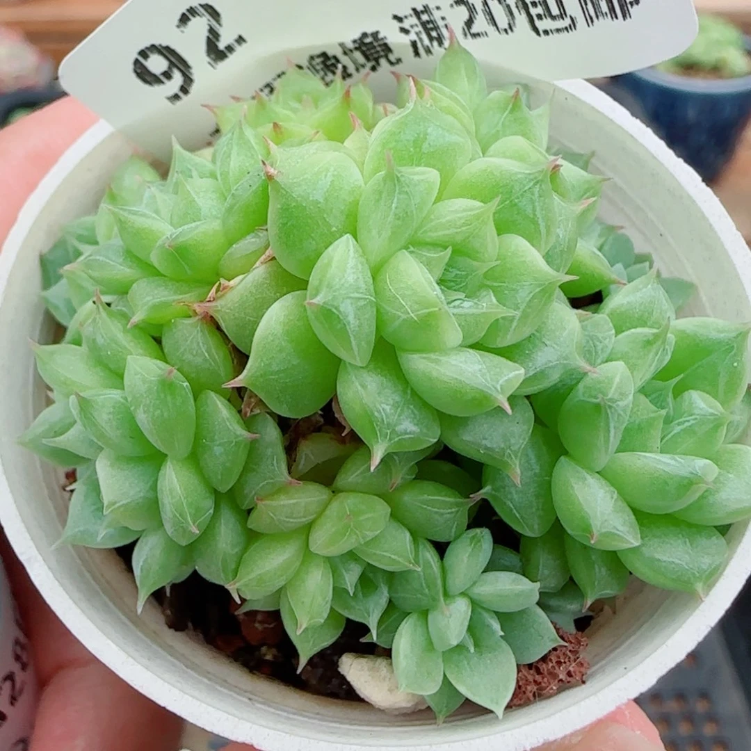 是****花语逸镜0928-92散