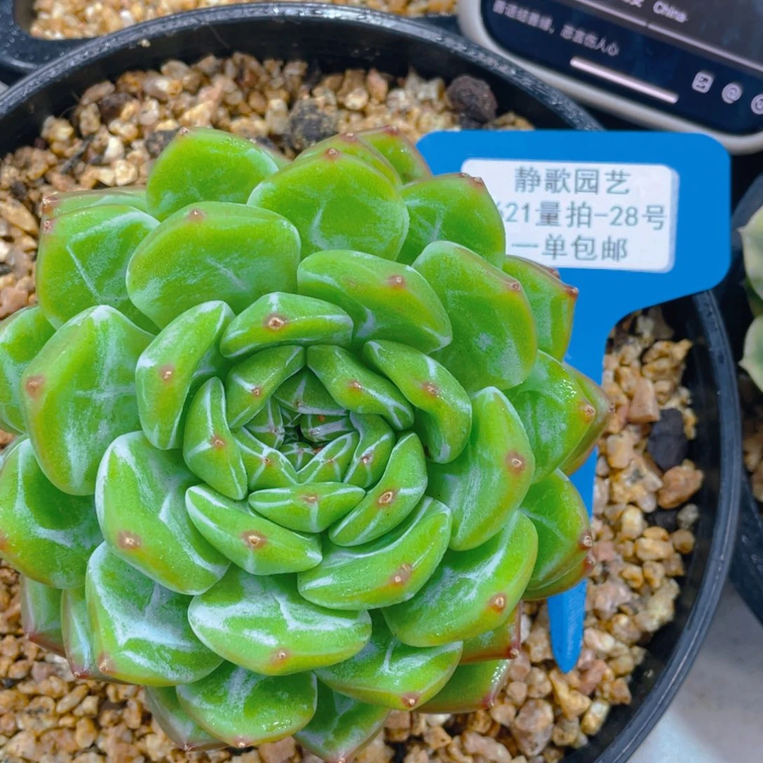 0621-28-雪花珍妮大单头一颗