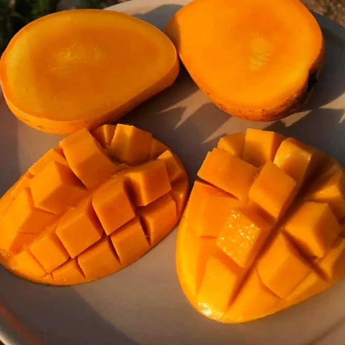 懒芒果 | 果香味浓 软糯甜蜜 |公平贸易 | 基地直发 包邮 * mango