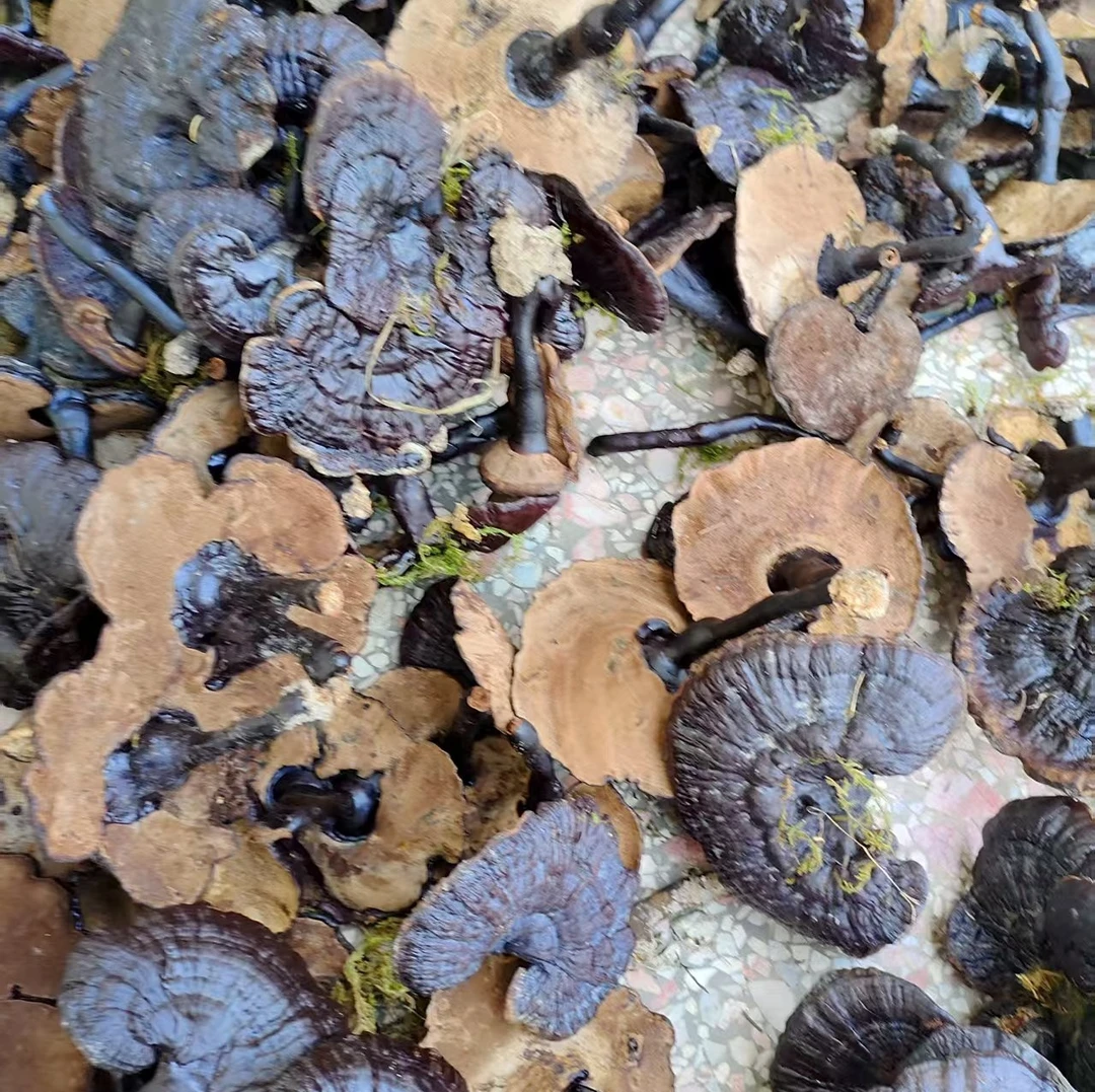 纯正山采灵芝 藏在深林间的自然厚礼享自然馈赠