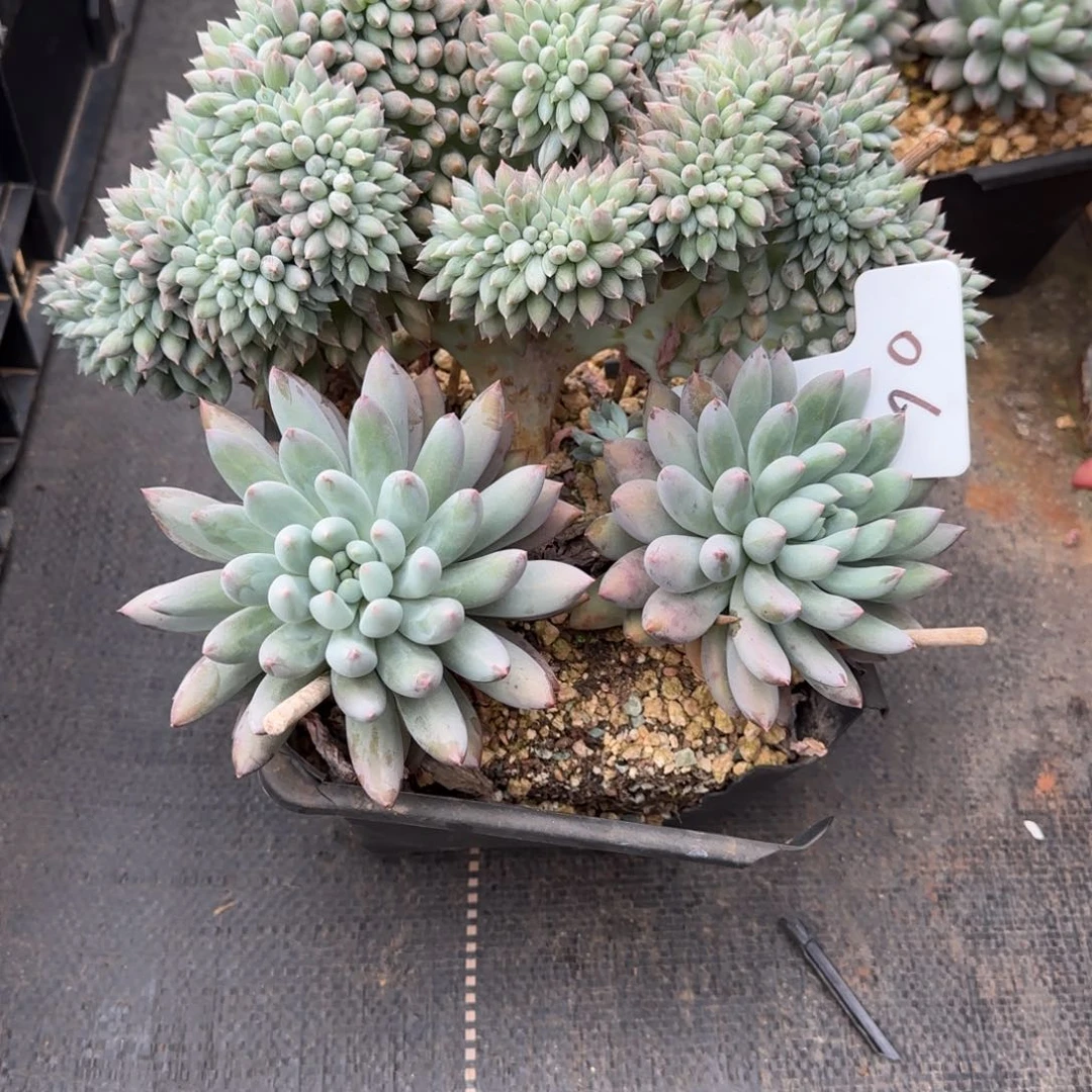 一物一拍所罗门胸花高版缀06