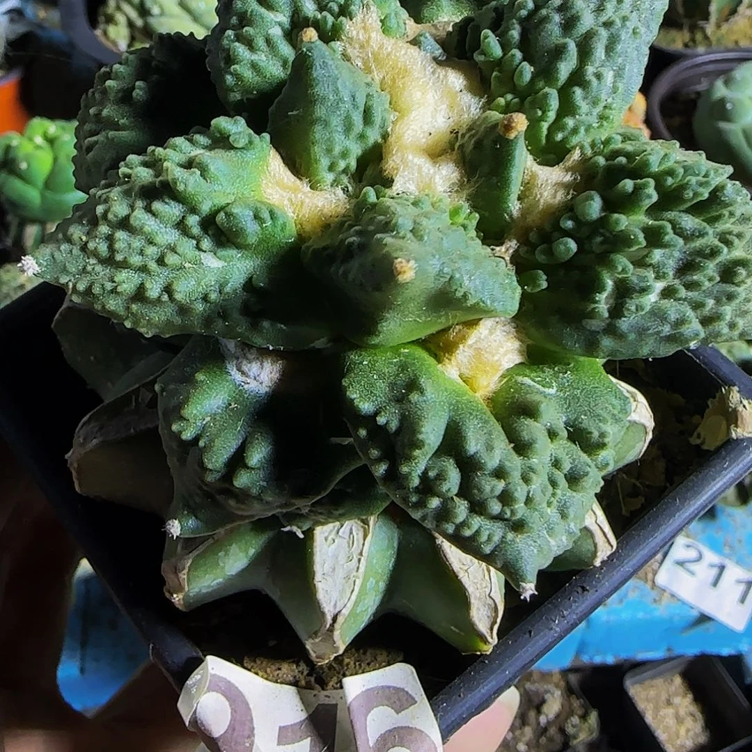 怒涛916仙人球开花