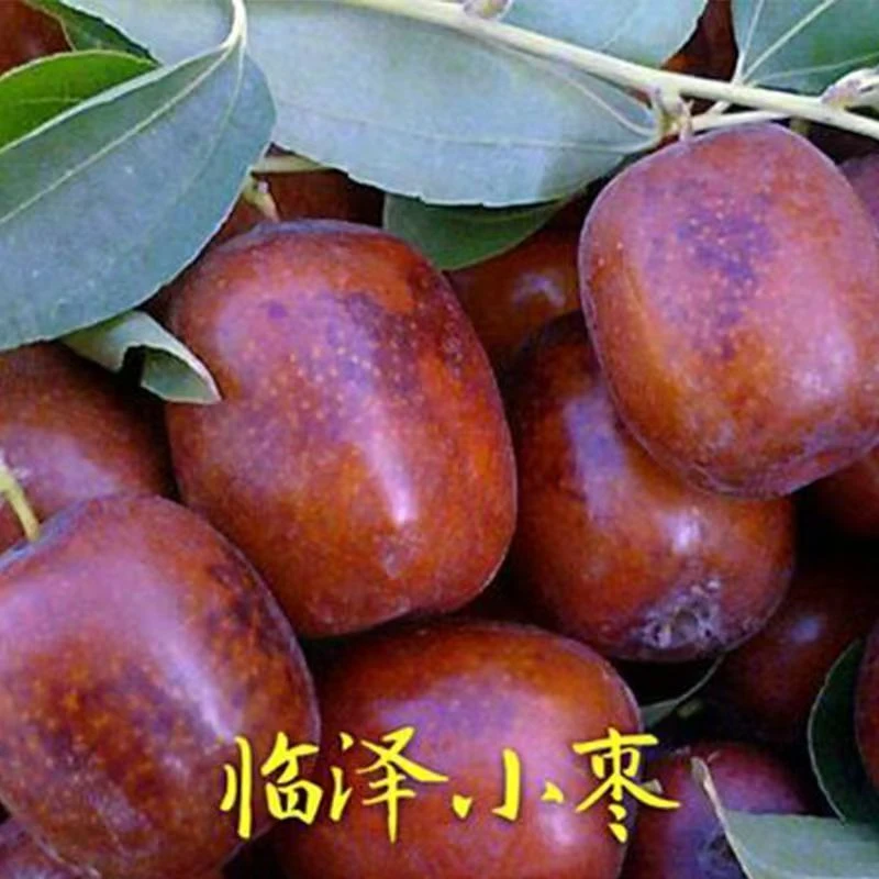甘肃特产临泽小枣新鲜红枣脆枣当季水果3斤5斤整箱包邮