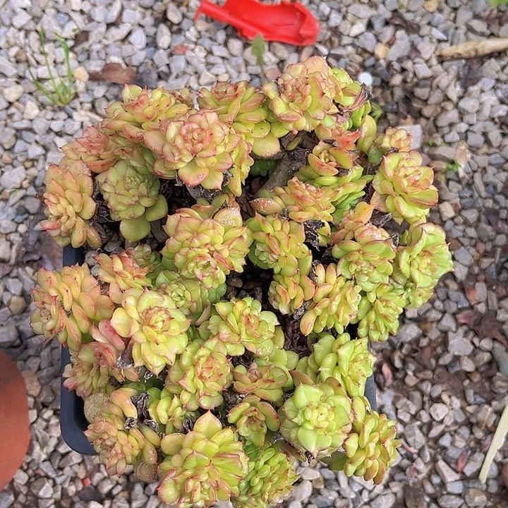 蜡牡丹27201多肉植物