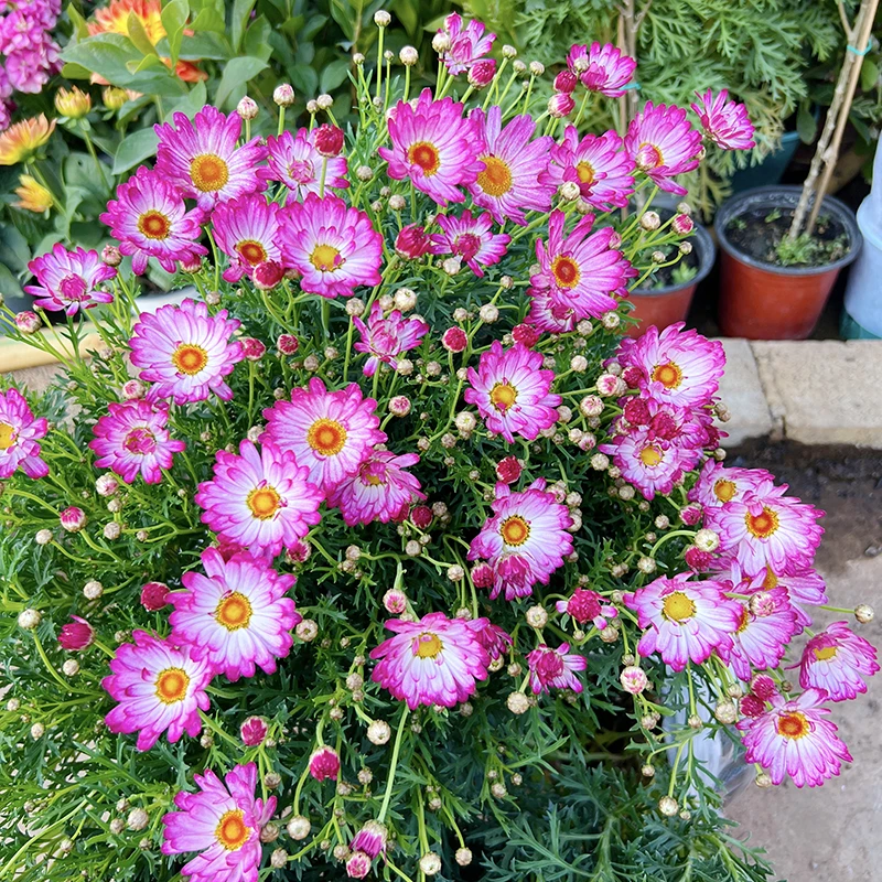 荷花色玛格丽特(复色花型  蓬头大 颜值高)阳台庭院开花植物