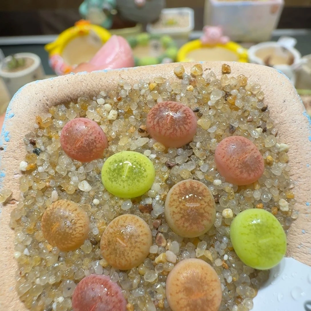 红陶蘑菇216彩虹日轮