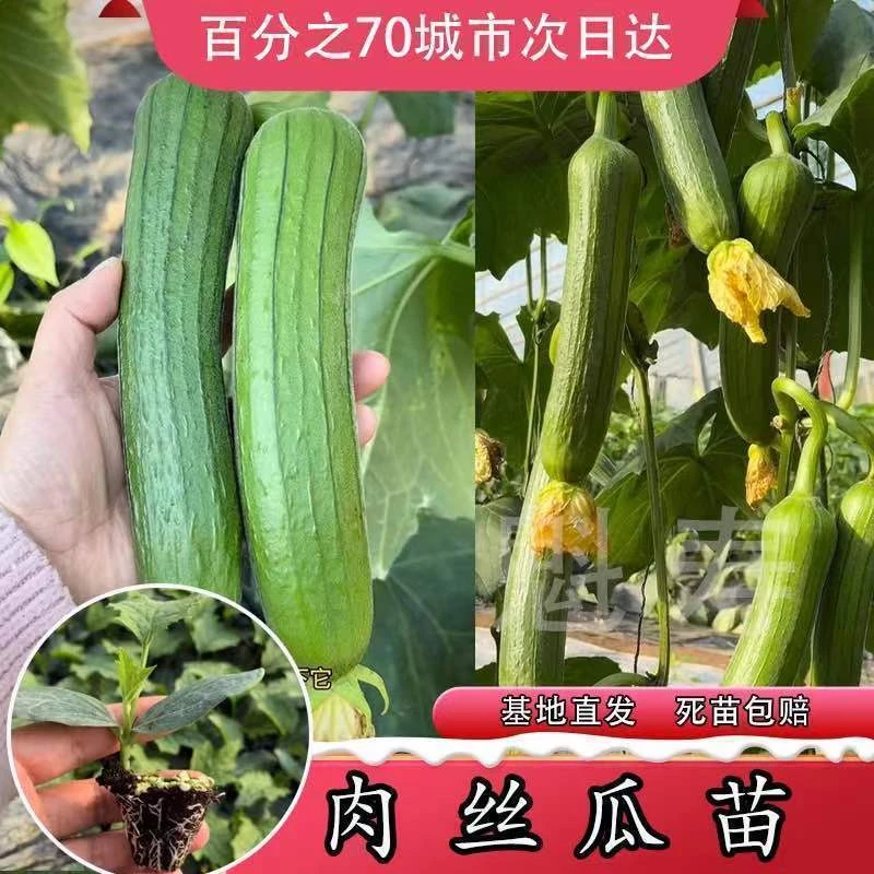 肉丝瓜种苗高产早熟丝瓜种子四季香丝瓜当季阳台清香瓜果蔬菜籽