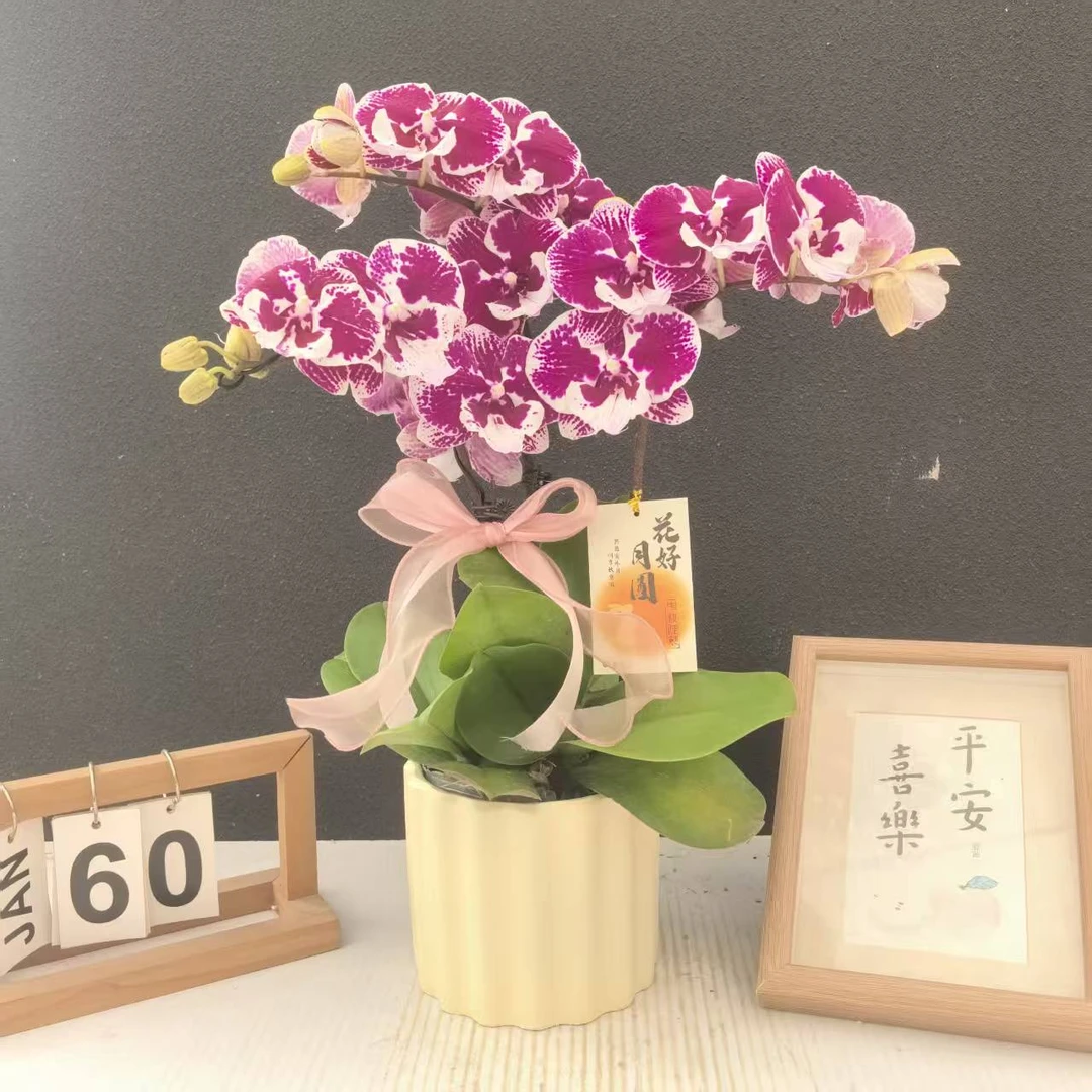 简香《卡布奇洛》鲜花高端蝴蝶兰艺术组盆鲜花摆设高端花卉