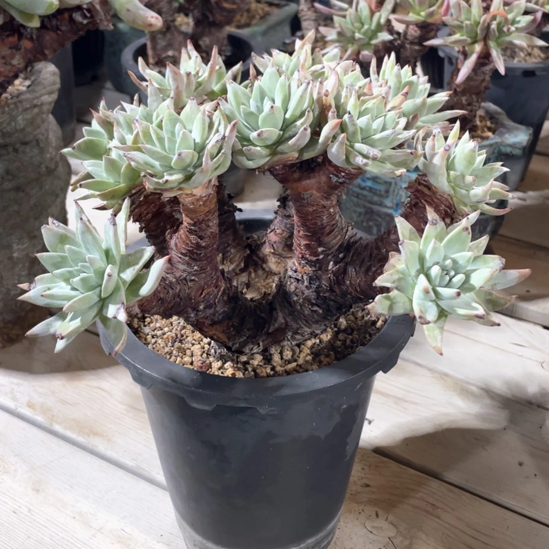 苹果叶杂交厚叶花朵群生大福利