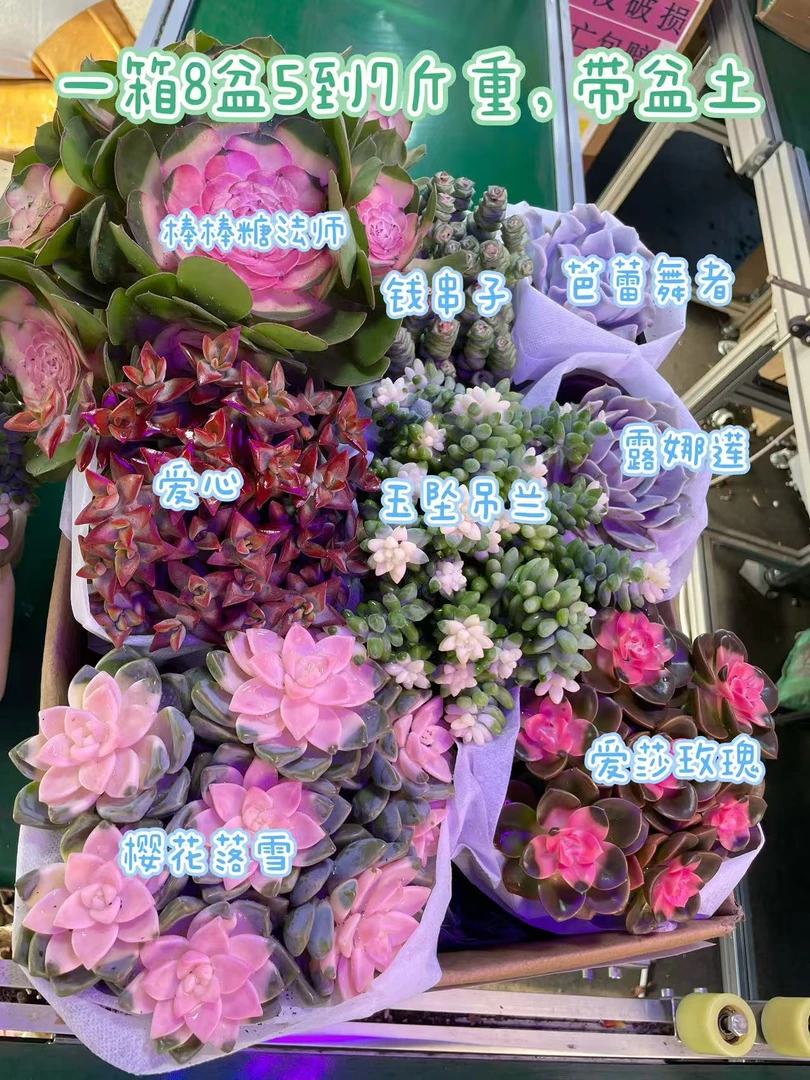 多肉5到7斤 一大箱8大盆 带养殖盆土栽好种好多肉植物绿植吸甲醛