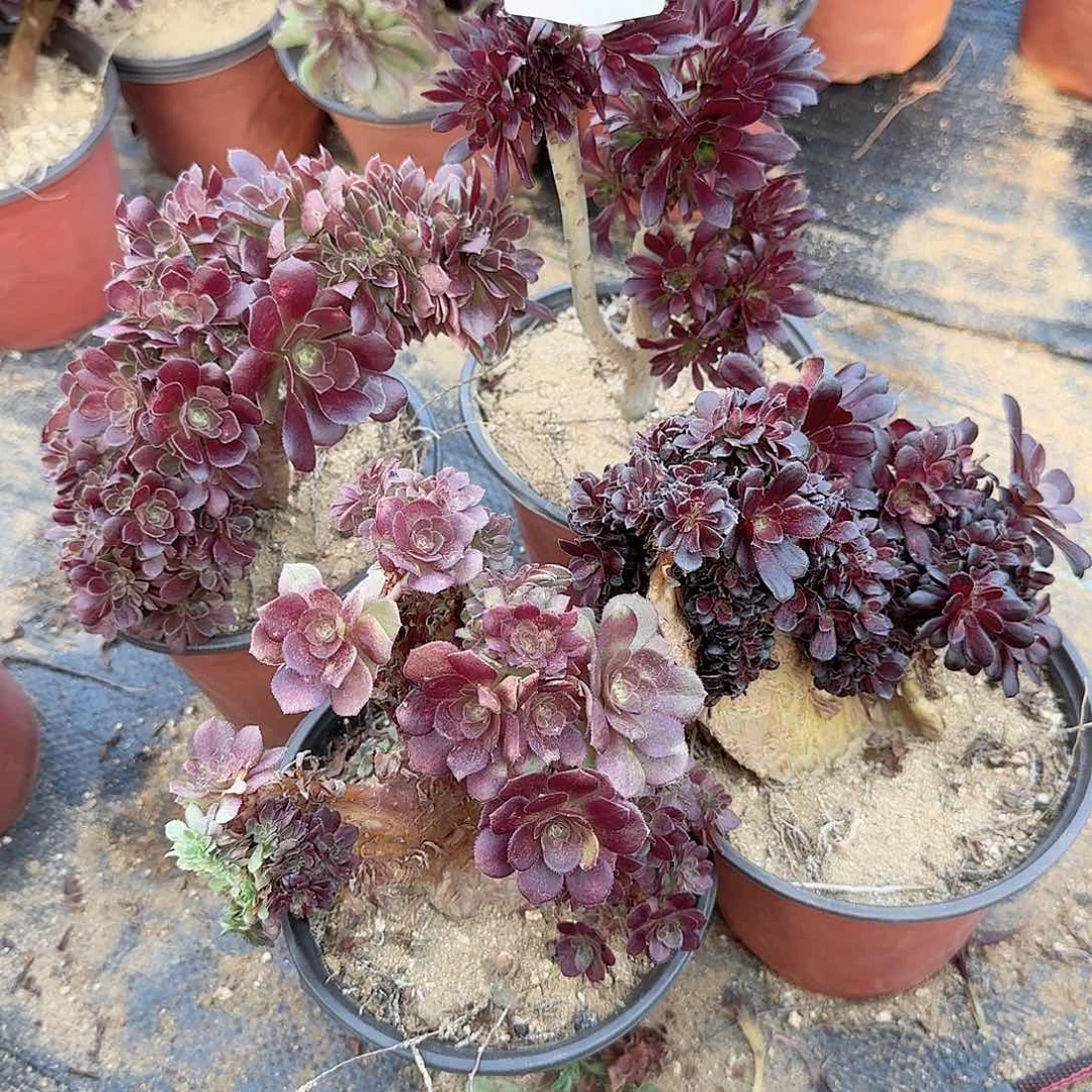 618玫瑰欧紫黑法师万缀有大伤共4颗