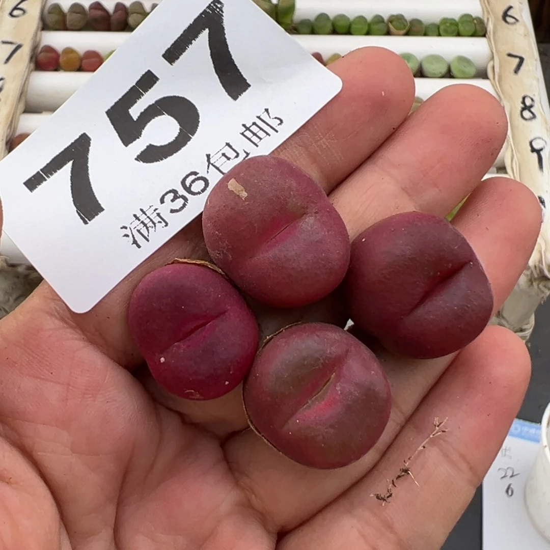 乌***！5.11好看的多肉脱土发货757