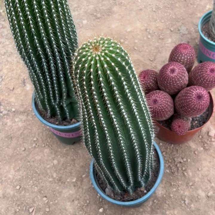 璀***璨吉祥如意等名家名作和名家