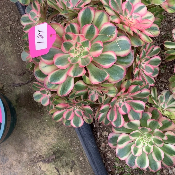 程***雪桃花坞嫁接181多肉植物