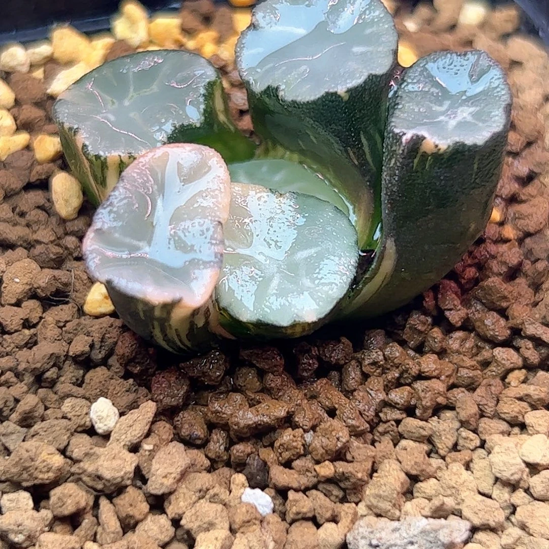 盐湖城锦十二卷多肉