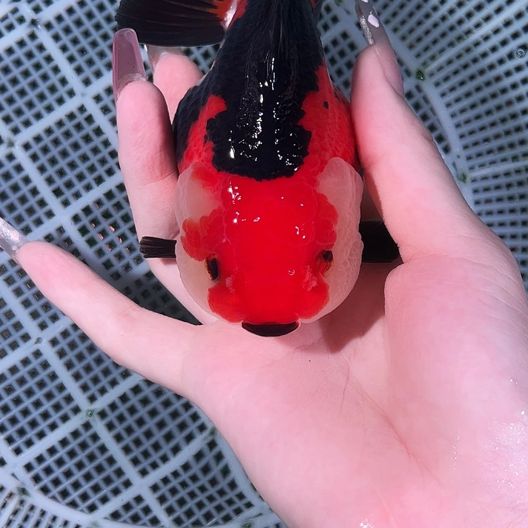 金鱼精品短尾玛丽泰狮一只