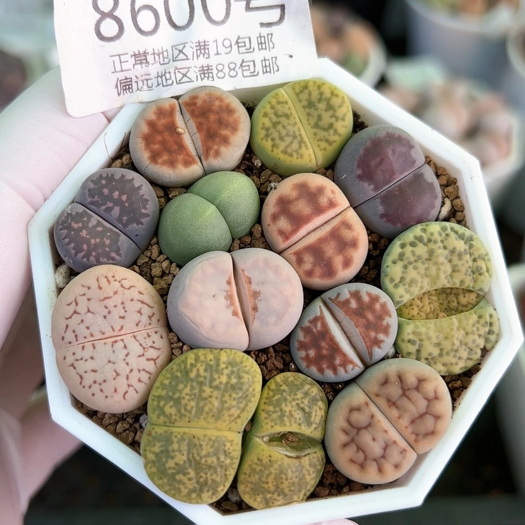 好养易活生石花大母本8600