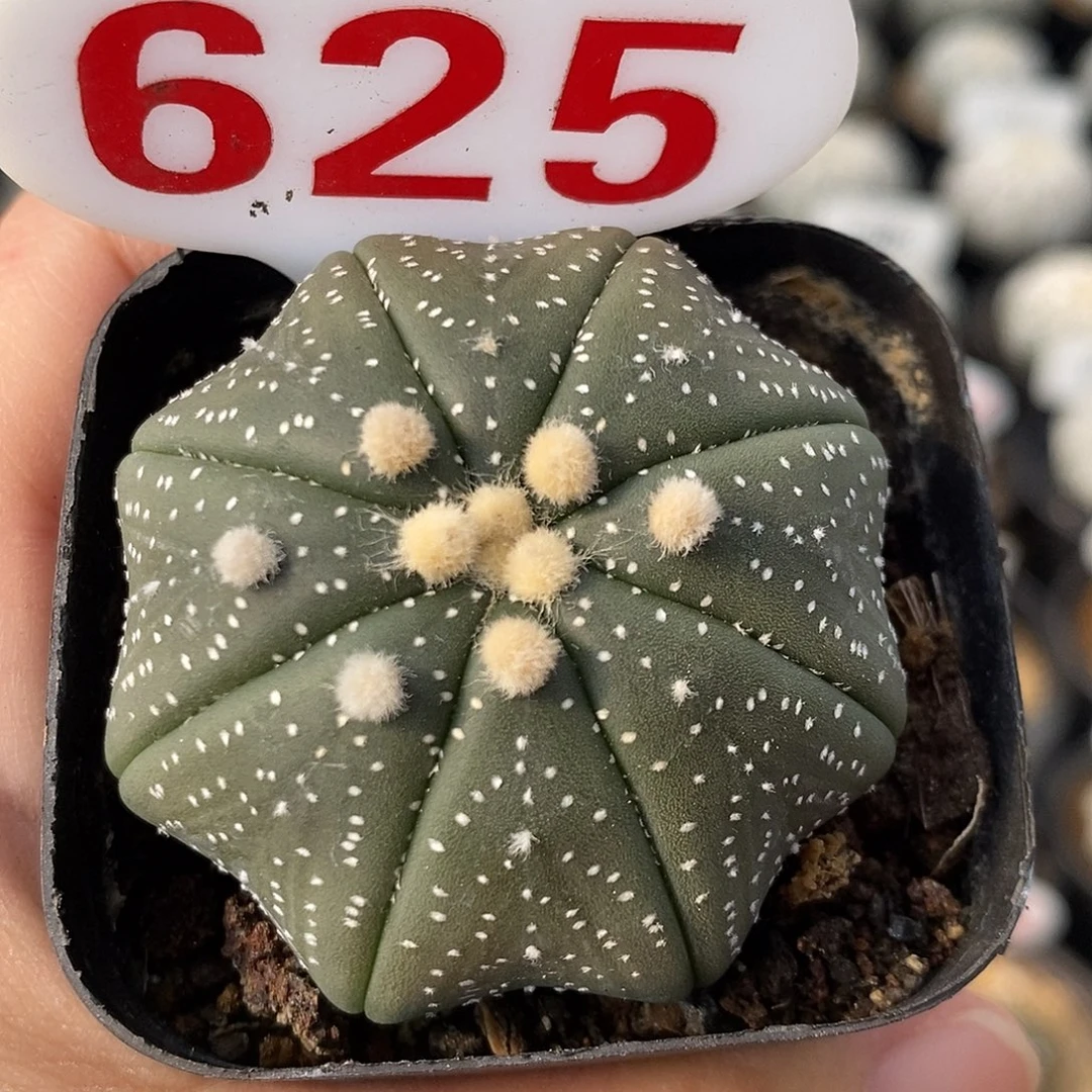 625细雪海星兜福利来