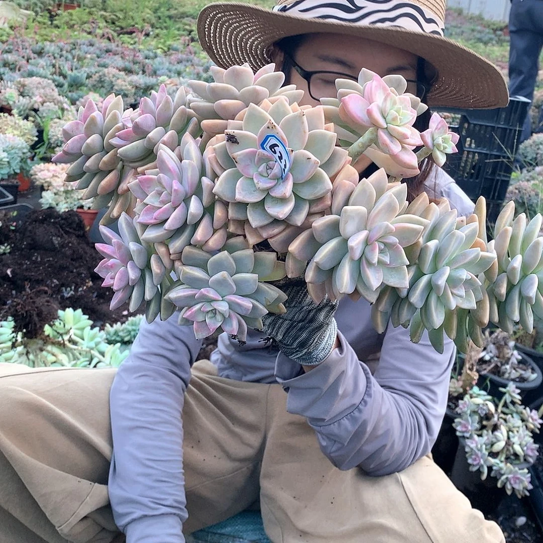 小****623 淡雪缀 一物一拍