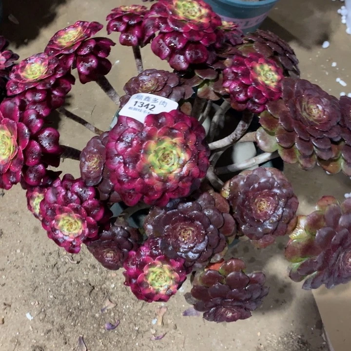 简*1342多肉两颗拼盆