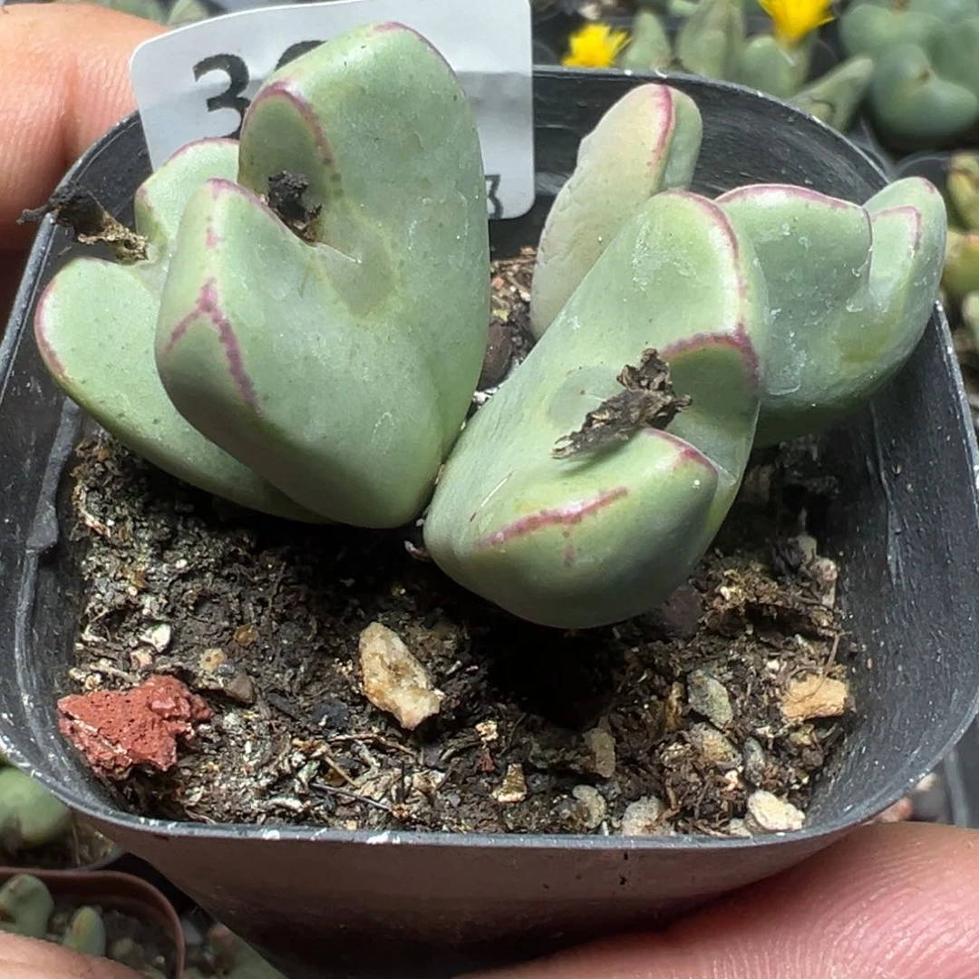 【闪购商品】 369。