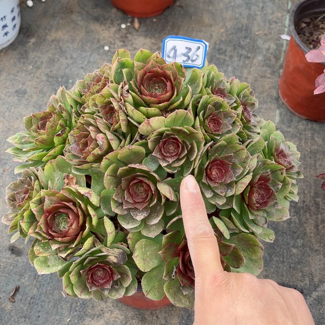 多肉植物436号多肉植物