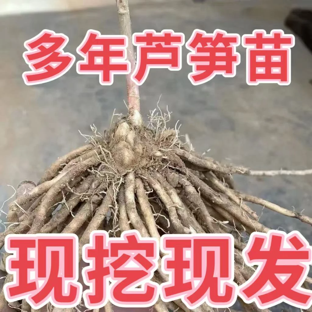 【芦笋根苗】食用蔬菜现挖芦笋苗四季种植多年生阳台盆栽田园秧苗