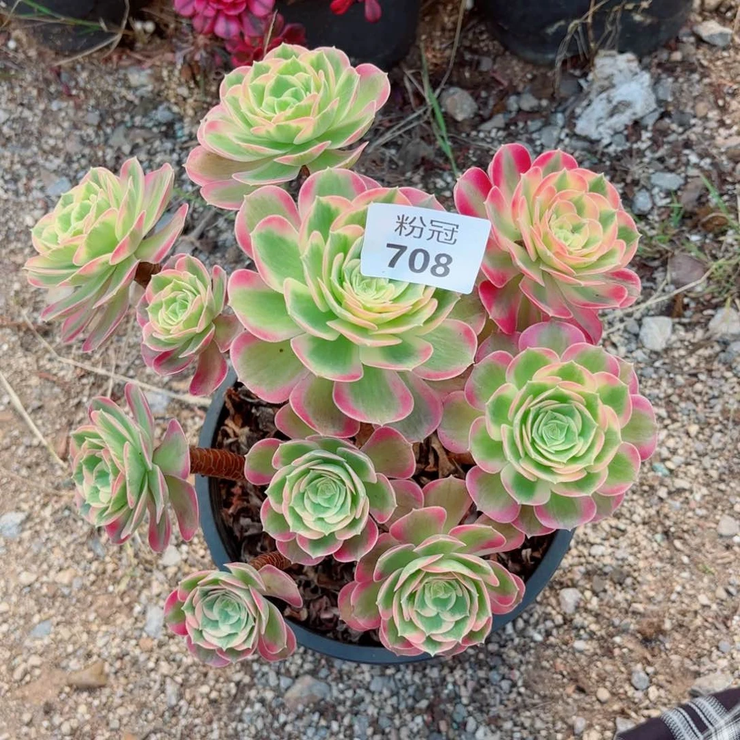 708多肉植物法师锦