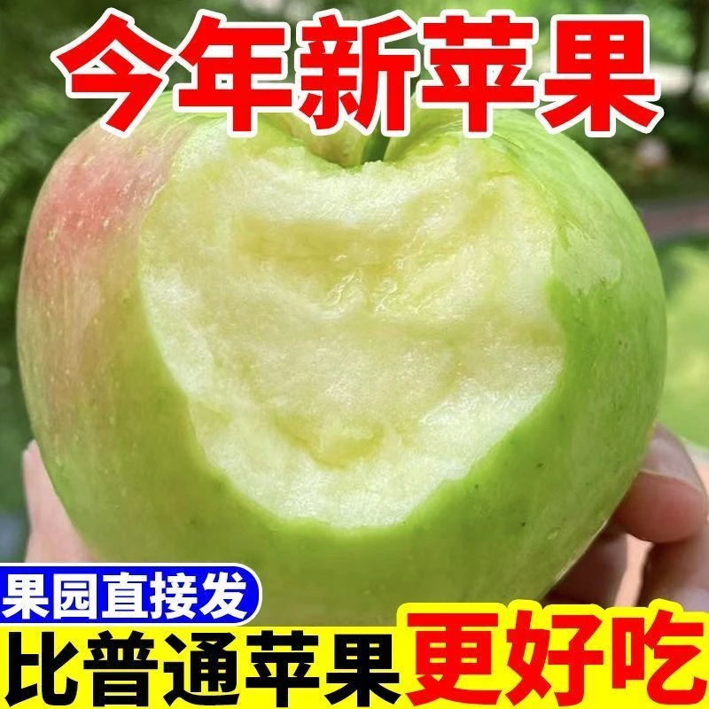 （25年头茬苹果）个头大孕妇水果酸甜口脆甜多汁新鲜采摘片红