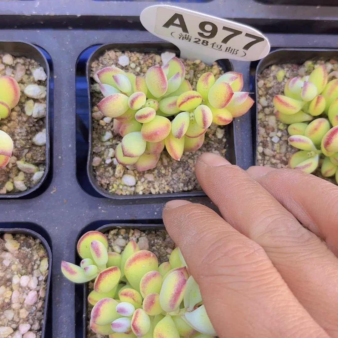 A977达摩福娘一物一拍