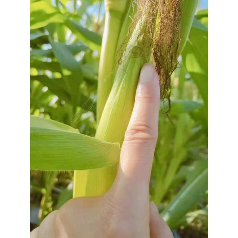 安叶家老品种拇指玉米2斤约15-21根包邮