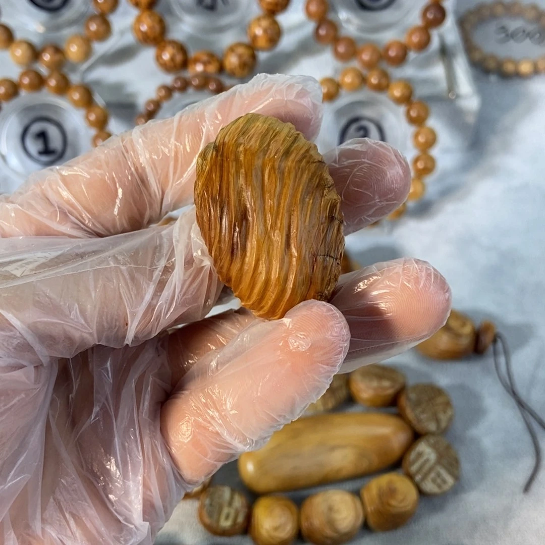 柏木（崖柏）洋*—太行崖柏