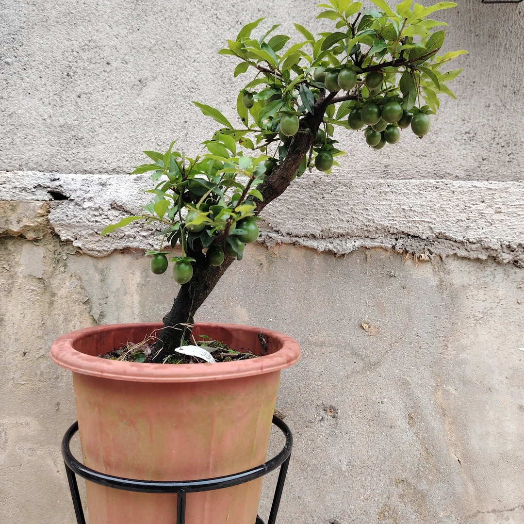灌木金弹子盆景（直播间一物一拍，私拍发空包）