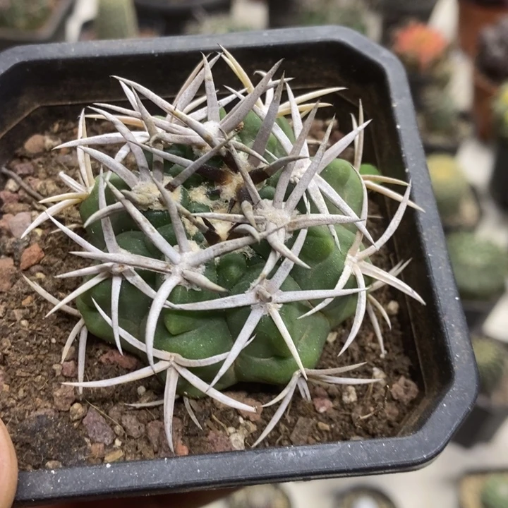 实生精品碧岩玉特价福利