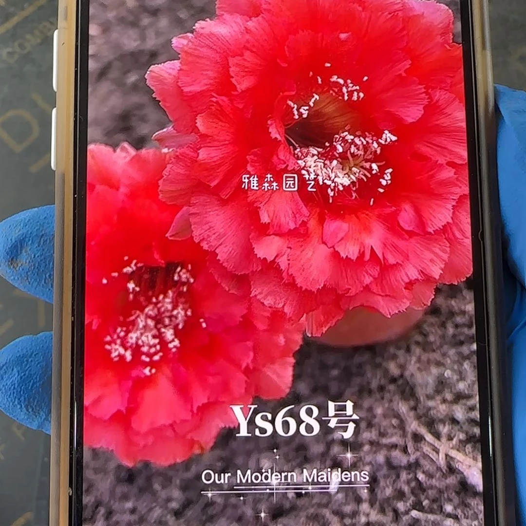 雅森68号自根球，直径7-8公分左右