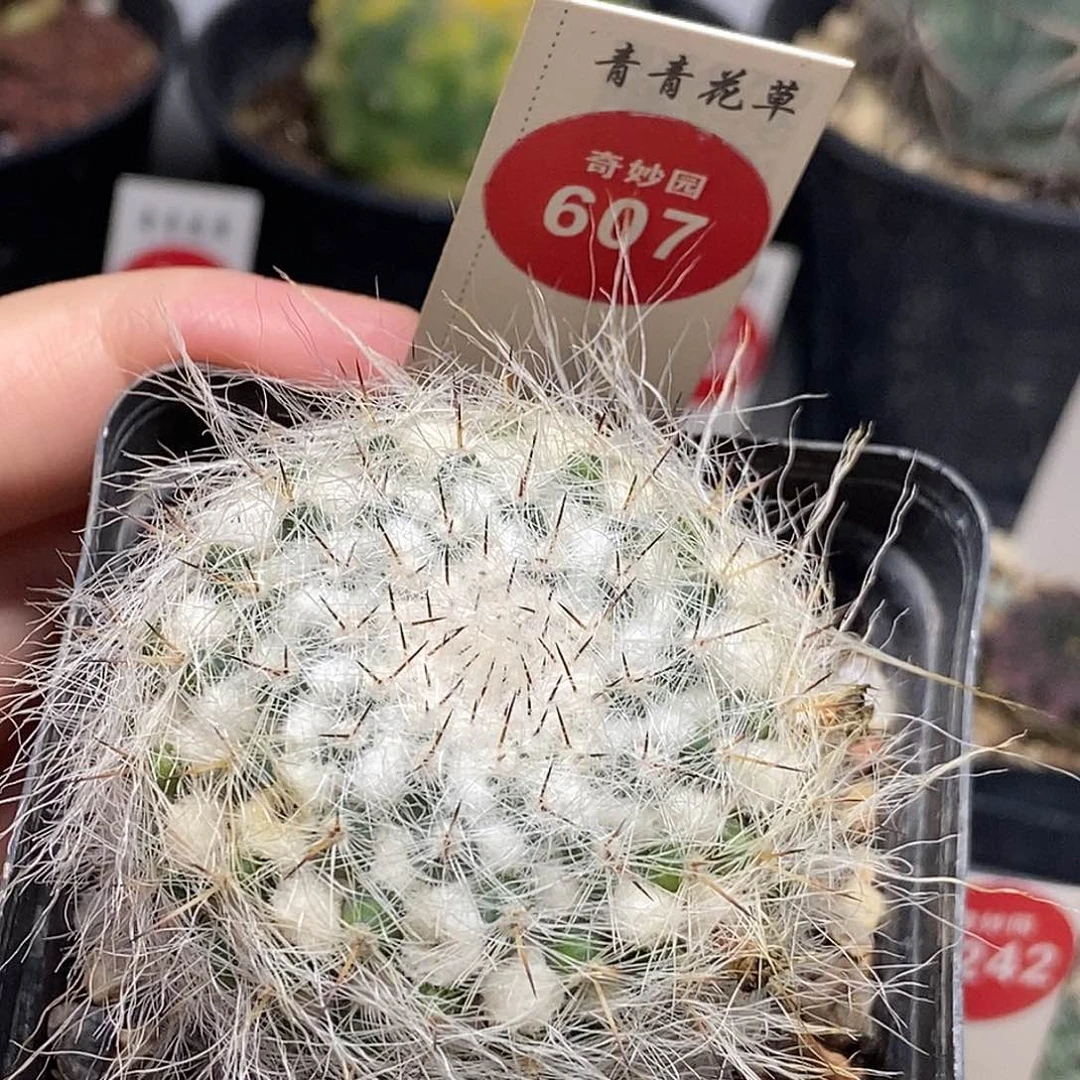 实生雪顶银河5cm一棵仙人球