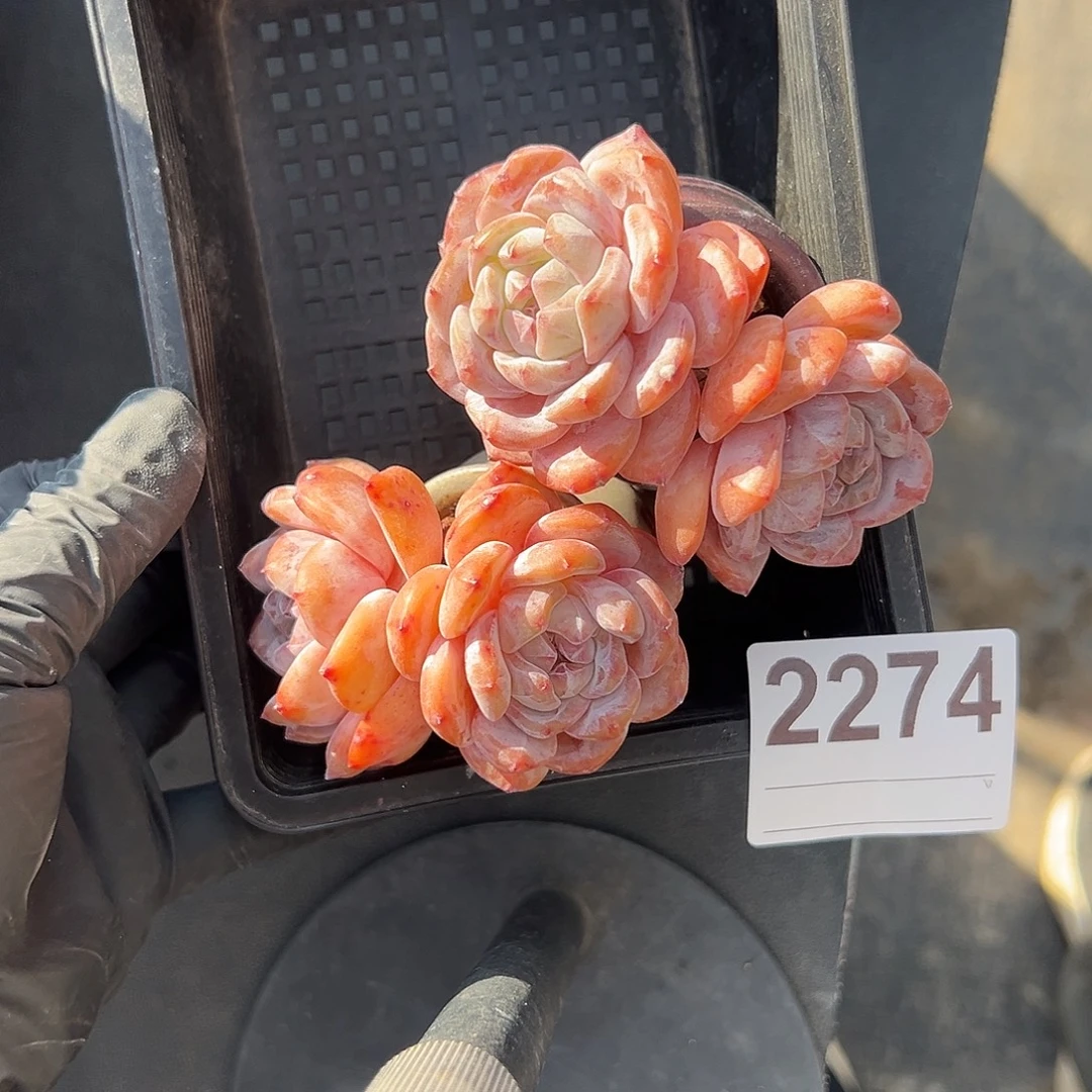 浅***茉2274，俩个双头星影带盆发