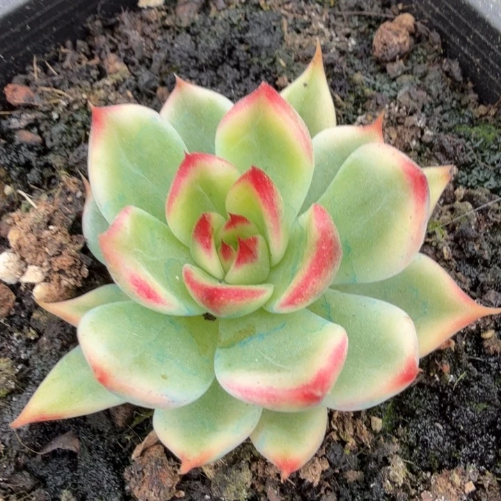 桃花锦腹轮锦模特