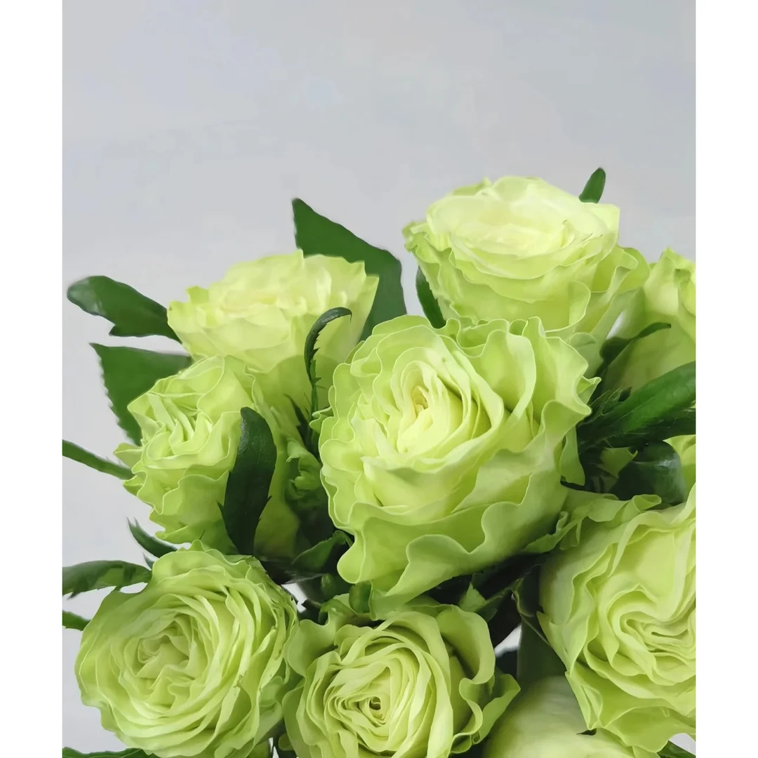 【琉璃翠】绿色系渐变玫瑰云南基地直发一单也包邮 0度需拍保温棉