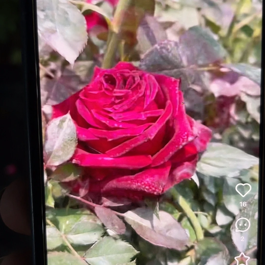 无花朵——-暗香中苗