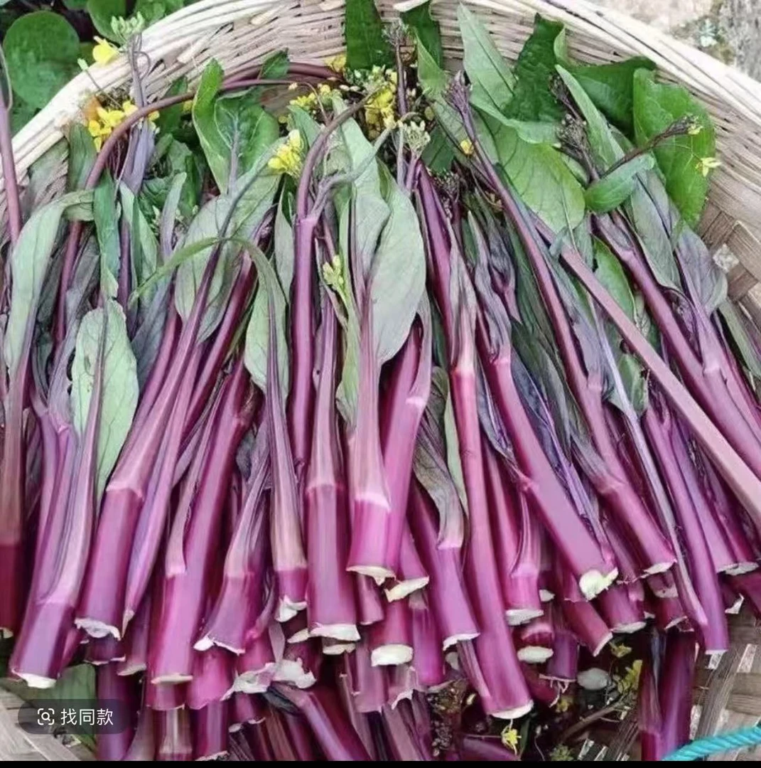 [红菜苔]湘西高山 露天 霜打 紫菜苔  白菜苔