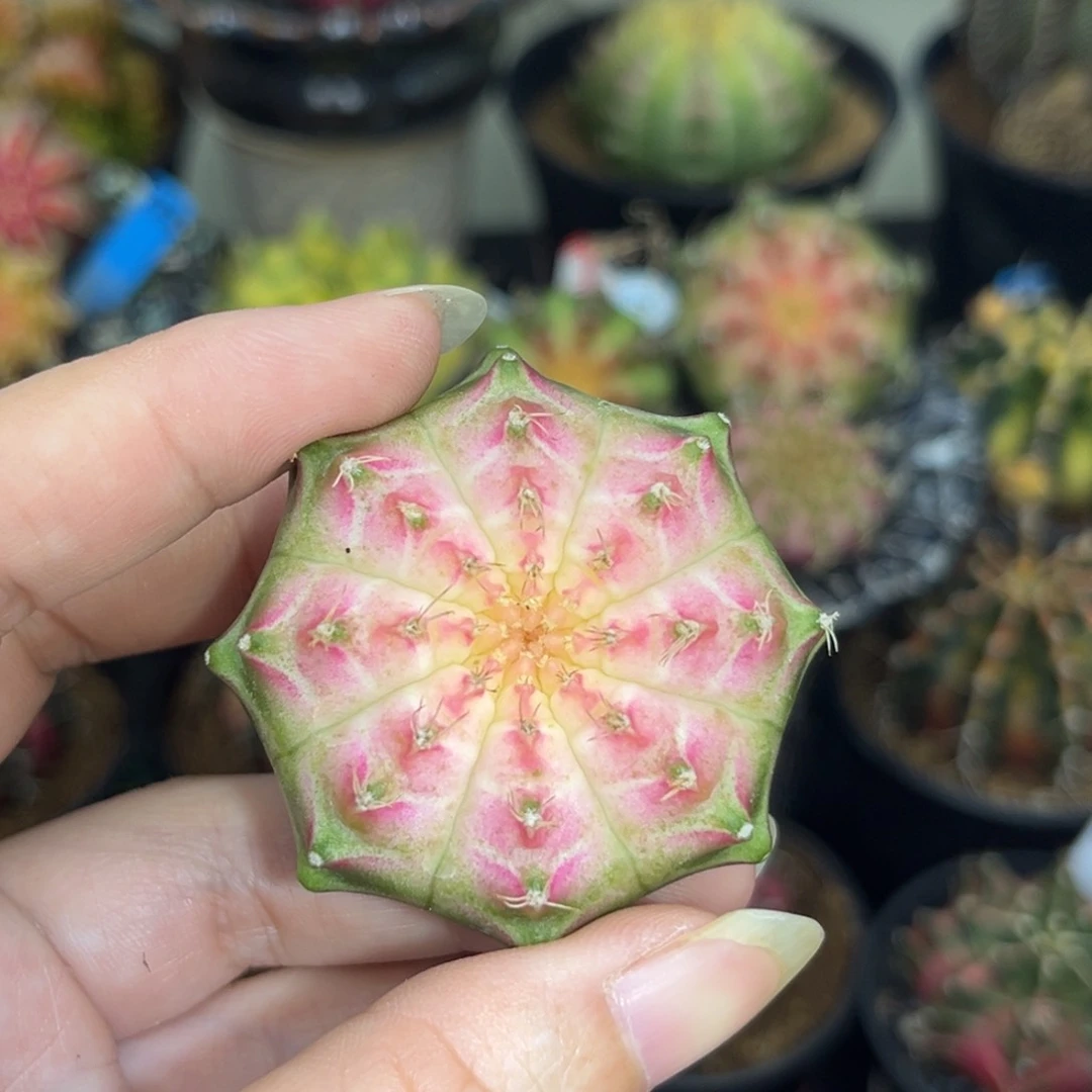 泰系实生轮回，裸根发货