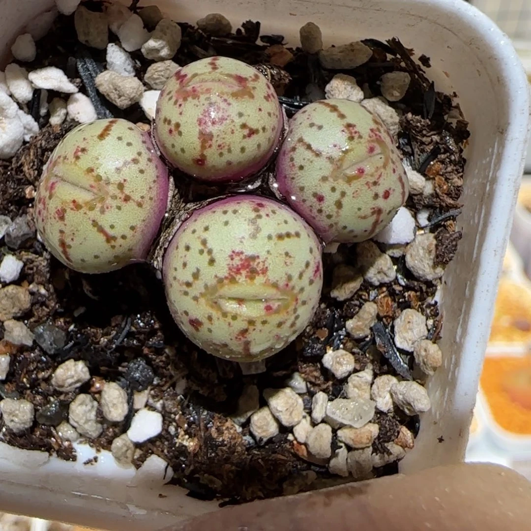 肉锥多肉植物百科3-20