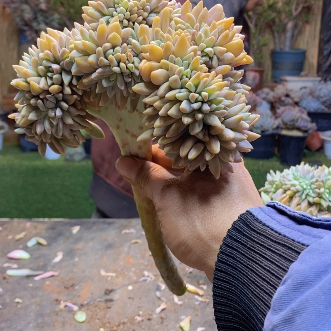 成**凡A60号淡雪缀多肉