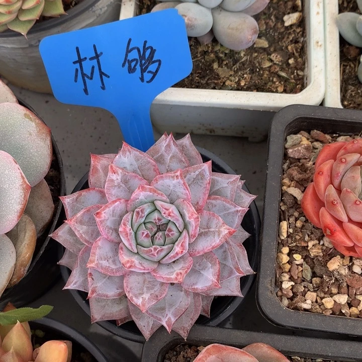 读肉皮子和欧7272737373