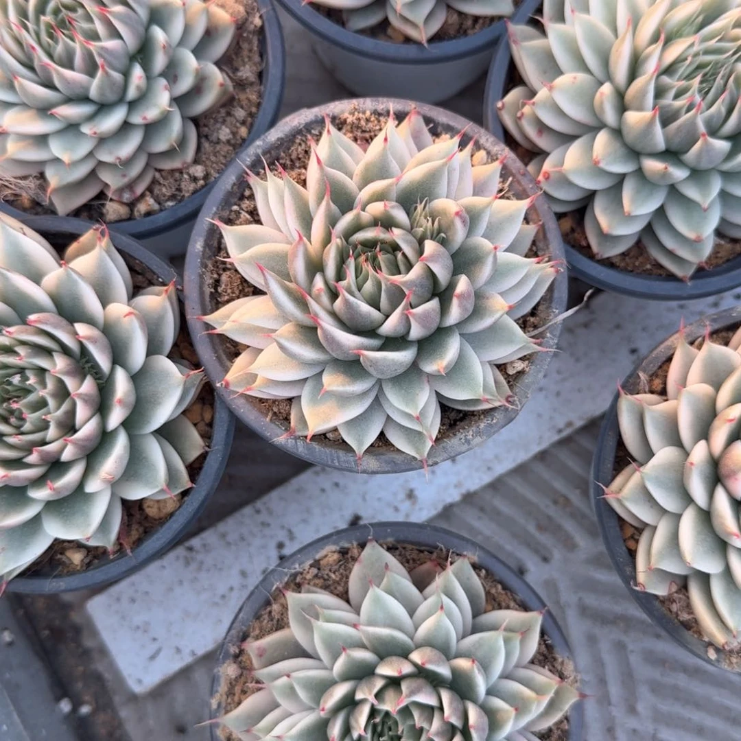 银星锦 锦上园艺青岛场