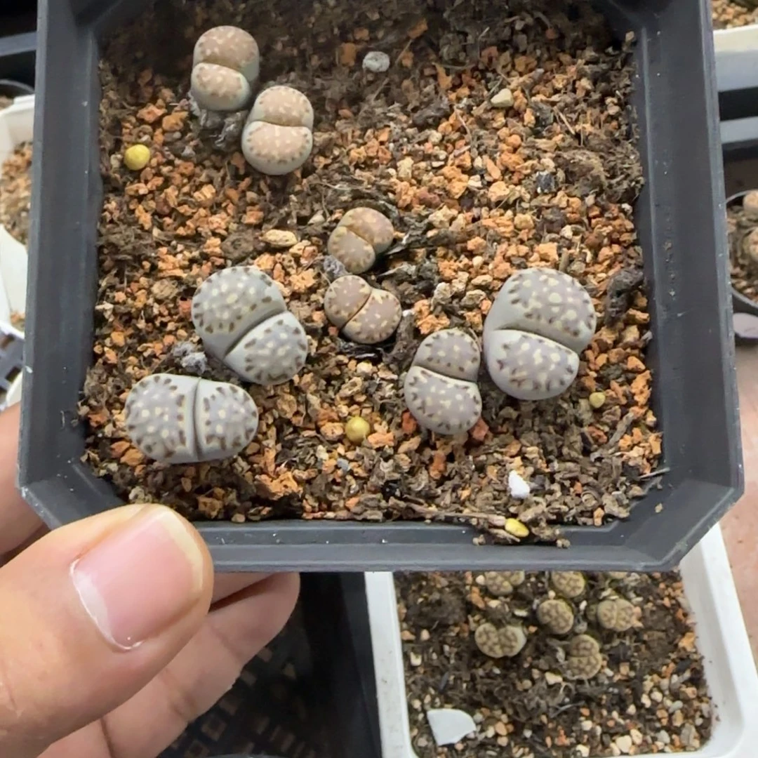 141 生石花大棚直播